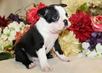 AKC Boy #1 Ready Now, a male Boston Terrier for sale in Anderson, SC – 2 of 5