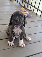 Waylon, a male Fila Brasileiro for sale in Anderson, SC – 2 of 5