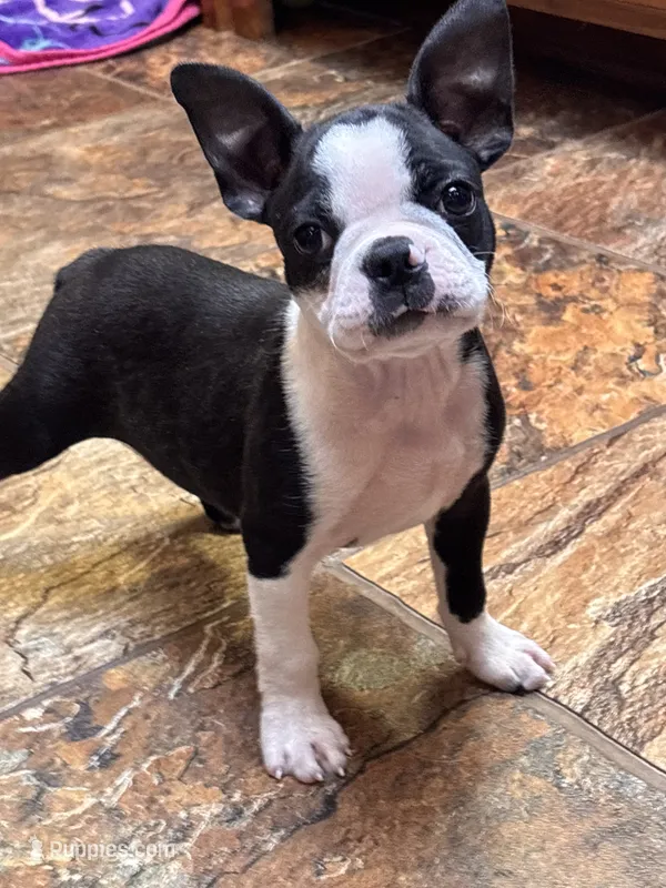 AKC Boy #1 Ready Now – Boston Terrier puppy for sale in Anderson, SC