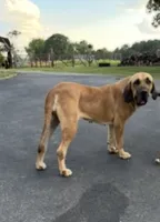 Willow , a female Fila Brasileiro for sale in Anderson, SC – 2 of 5