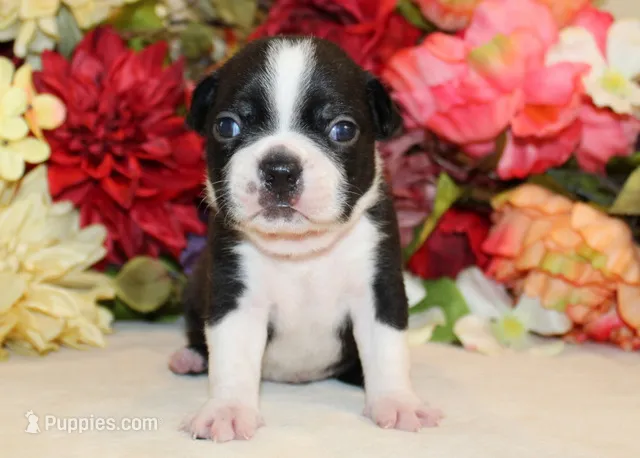 Lyla's #4 AKC Boy – Boston Terrier puppy for sale in Anderson, SC