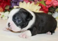 Pepper's #1 Girl AKC, a female Boston Terrier for sale in Anderson, SC – 3 of 3