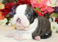 Pepper's #3 Girl AKC, a female Boston Terrier for sale in Anderson, SC – 3 of 3