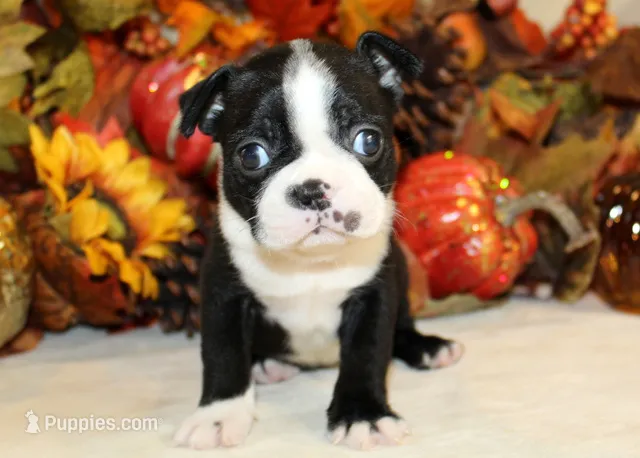 Betty's #4 Boy AKC – Boston Terrier puppy for sale in Anderson, SC