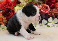 Maple #1 AKC Boy, a male Boston Terrier for sale in Anderson, SC – 2 of 4