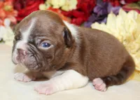 Pepper's #7 Boy AKC, a male Boston Terrier for sale in Anderson, SC – 3 of 3