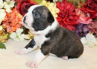 Lyla's #6 AKC Boy, a male Boston Terrier for sale in Anderson, SC – 3 of 4