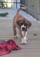 Diesel, a male Fila Brasileiro for sale in Anderson, SC – 2 of 5