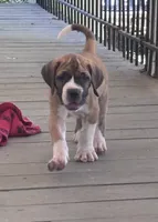 Diesel, a male Fila Brasileiro for sale in Anderson, SC – 1 of 5