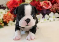 Maple #5 AKC Boy, a male Boston Terrier for sale in Anderson, SC – 1 of 4