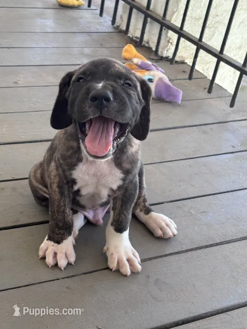Waylon – Fila Brasileiro puppy for sale in Anderson, SC