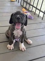 Waylon, a male Fila Brasileiro for sale in Anderson, SC – 1 of 5