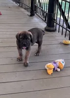 Bruno, a male Fila Brasileiro for sale in Anderson, SC – 2 of 5