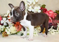 AKC Seal Boy, a male Boston Terrier for sale in Anderson, SC – Photo 3 of 3