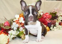 AKC Seal Boy, a male Boston Terrier for sale in Anderson, SC – Photo 1 of 3