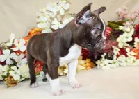 AKC Seal Boy, a male Boston Terrier for sale in Anderson, SC – Photo 2 of 3