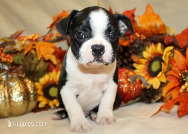 Bettys #2 Boy AKC  Readynow – Boston Terrier puppy for sale in Anderson, SC