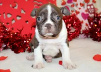 processed/318c9bf7-4a4d-49b1-8521-233f8369de4d/listing/b9e19c6f-bbaf-45cc-baf0-e57547adb1af/60b7ba45-6146-433c-8040-fca063d0ac9a