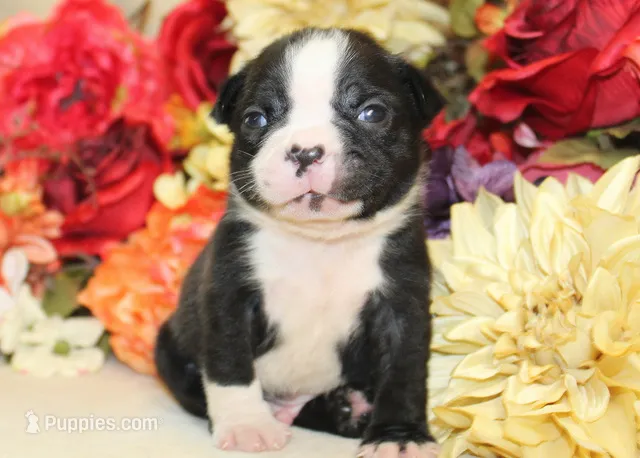 Pepper's #5 Boy AKC – Boston Terrier puppy for sale in Anderson, SC