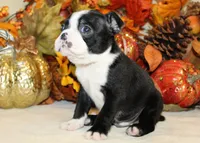 Betty's #4 Boy AKC, a male Boston Terrier for sale in Anderson, SC – 3 of 3