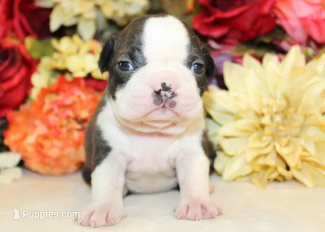 Pepper's #3 Girl AKC – Boston Terrier puppy for sale in Anderson, SC