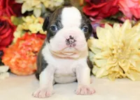 Pepper's #3 Girl AKC, a female Boston Terrier for sale in Anderson, SC – 1 of 3