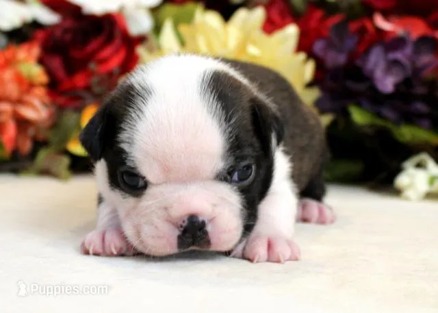 Darla #1 Girl AKC – Boston Terrier puppy for sale in Anderson, SC