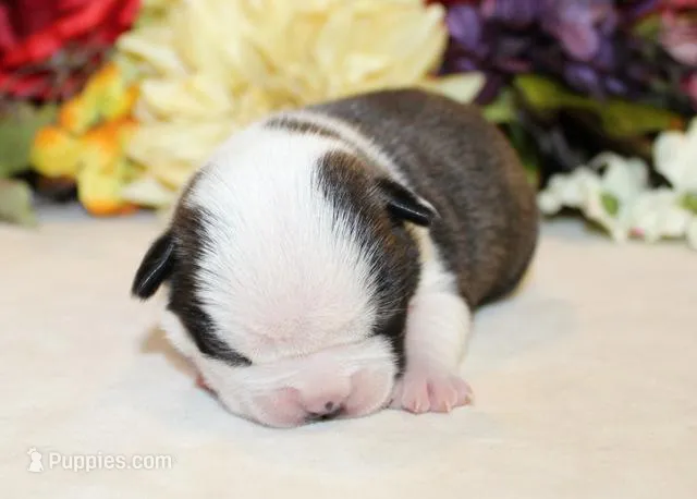 Darla #1 Girl AKC – Boston Terrier puppy for sale in Anderson, SC