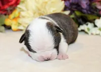 Darla #1 Girl AKC, a female Boston Terrier for sale in Anderson, SC – Photo 1 of 3