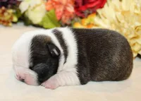 Darla #1 Girl AKC, a female Boston Terrier for sale in Anderson, SC – Photo 3 of 3