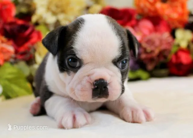 Darla #1 Girl AKC – Boston Terrier puppy for sale in Anderson, SC