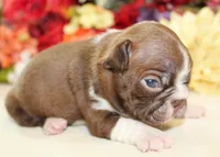 Pepper's #7 Boy AKC, a male Boston Terrier for sale in Anderson, SC – 2 of 3