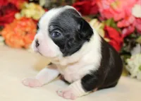 Pepper's #4 Girl AKC, a female Boston Terrier for sale in Anderson, SC – 3 of 3