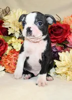 AKC Boy #1 Ready Now, a male Boston Terrier for sale in Anderson, SC – 5 of 5