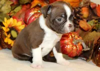 Betty #1 Girl AKC, a female Boston Terrier for sale in Anderson, SC – 2 of 3