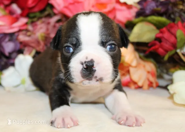 Lyla's #6 AKC Boy – Boston Terrier puppy for sale in Anderson, SC