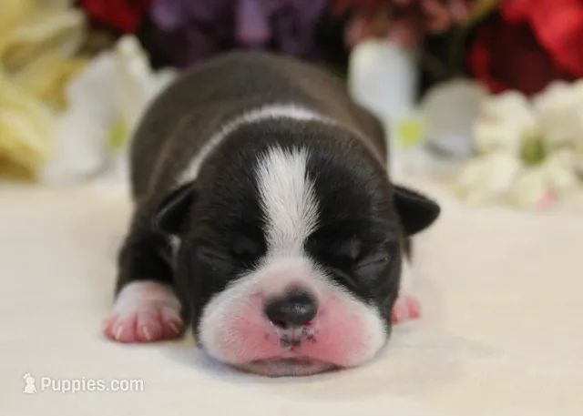 Lyla's #2 AKC Girl – Boston Terrier puppy for sale in Anderson, SC