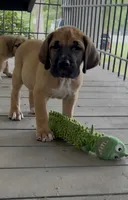 Hank, a male Fila Brasileiro for sale in Anderson, SC – 2 of 5