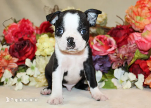 AKC Boy #1 Ready Now – Boston Terrier puppy for sale in Anderson, SC