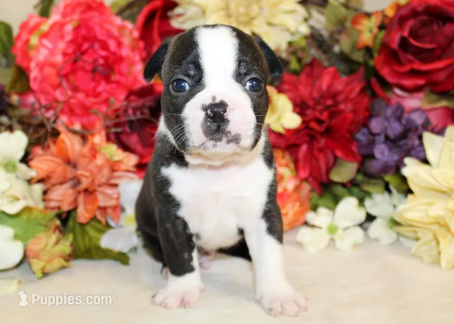 Lyla's #6 AKC Boy – Boston Terrier puppy for sale in Anderson, SC