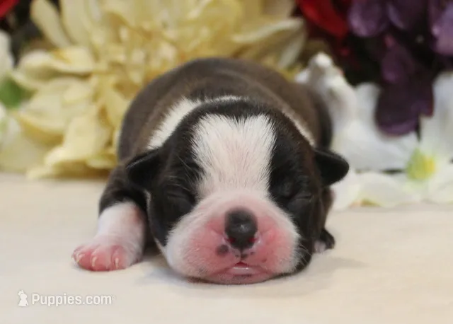 Lyla's #1 AKC Girl  – Boston Terrier puppy for sale in Anderson, SC