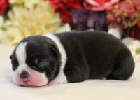 Lyla's #2 AKC Girl, a female Boston Terrier for sale in Anderson, SC – 3 of 3