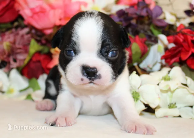 Lyla's #5 AKC Boy – Boston Terrier puppy for sale in Anderson, SC