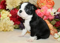 AKC Boy #5 Ready Now, a male Boston Terrier for sale in Anderson, SC – 3 of 4