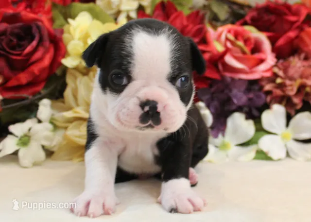 Maple #1 AKC Boy – Boston Terrier puppy for sale in Anderson, SC