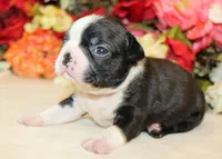 Pepper's #2 Girl AKC, a female Boston Terrier for sale in Anderson, SC – 3 of 3