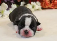 Lyla's #4 AKC Boy, a male Boston Terrier for sale in Anderson, SC – 1 of 3