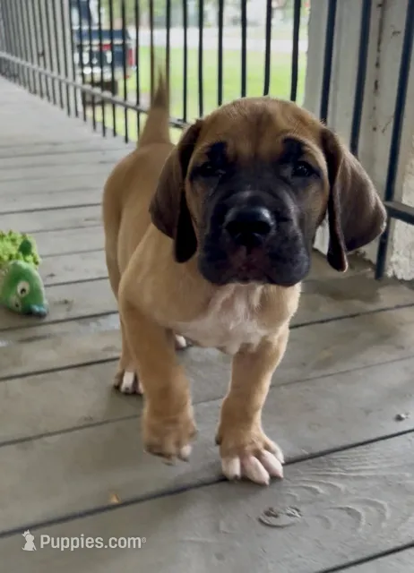 Hank – Fila Brasileiro puppy for sale in Anderson, SC