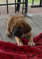 Hank, a male Fila Brasileiro for sale in Anderson, SC – 3 of 5
