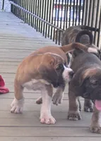 Diesel, a male Fila Brasileiro for sale in Anderson, SC – 3 of 5